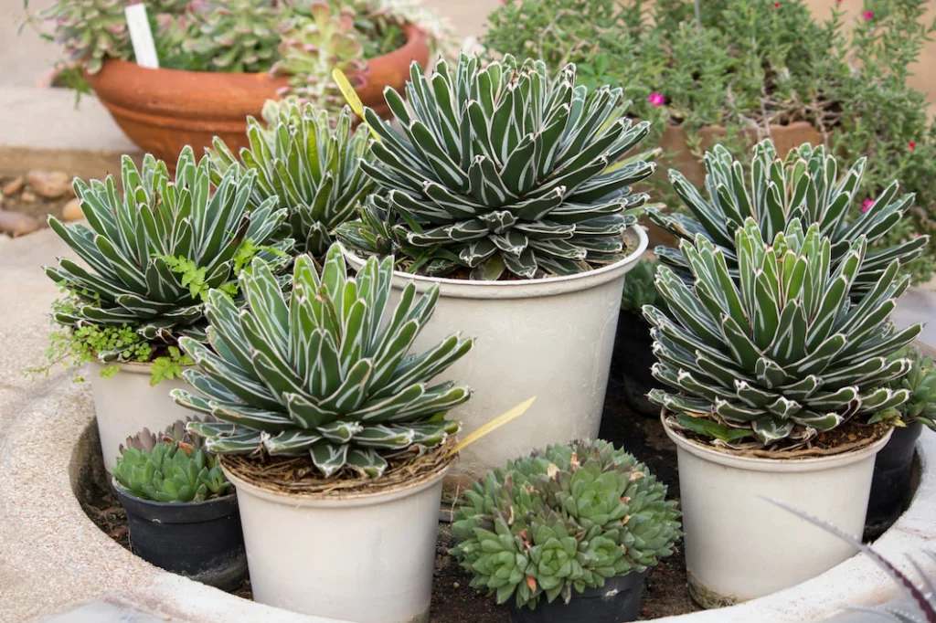 agave-plant-potted-decorative_1373-536
