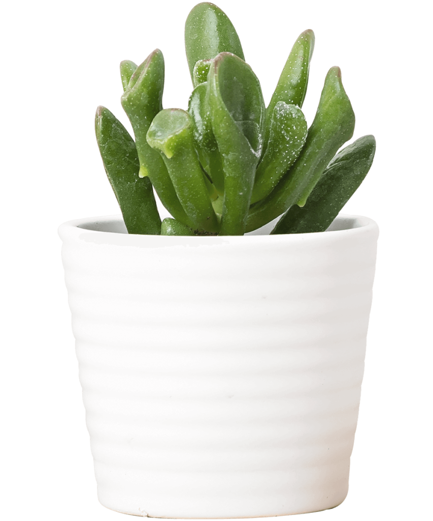 collection-of-various-succulents-and-plants-in-col-J7YC2B9-1-1-1.png