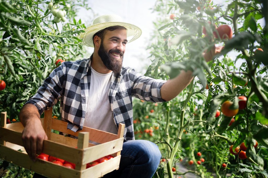 organic-farmer-checking-his-tomatoes-in-a-hothouse-7GMDQ4X.jpg
