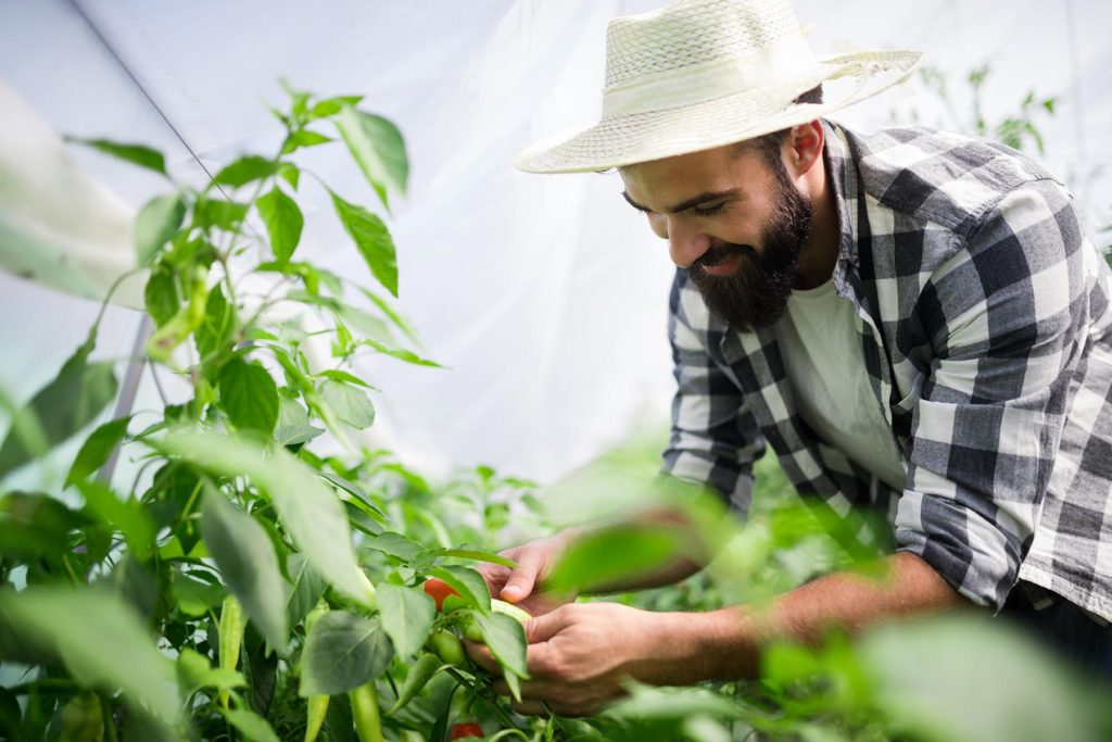 organic-farmer-checking-his-tomatoes-in-a-hothouse-QC8H43U.jpg
