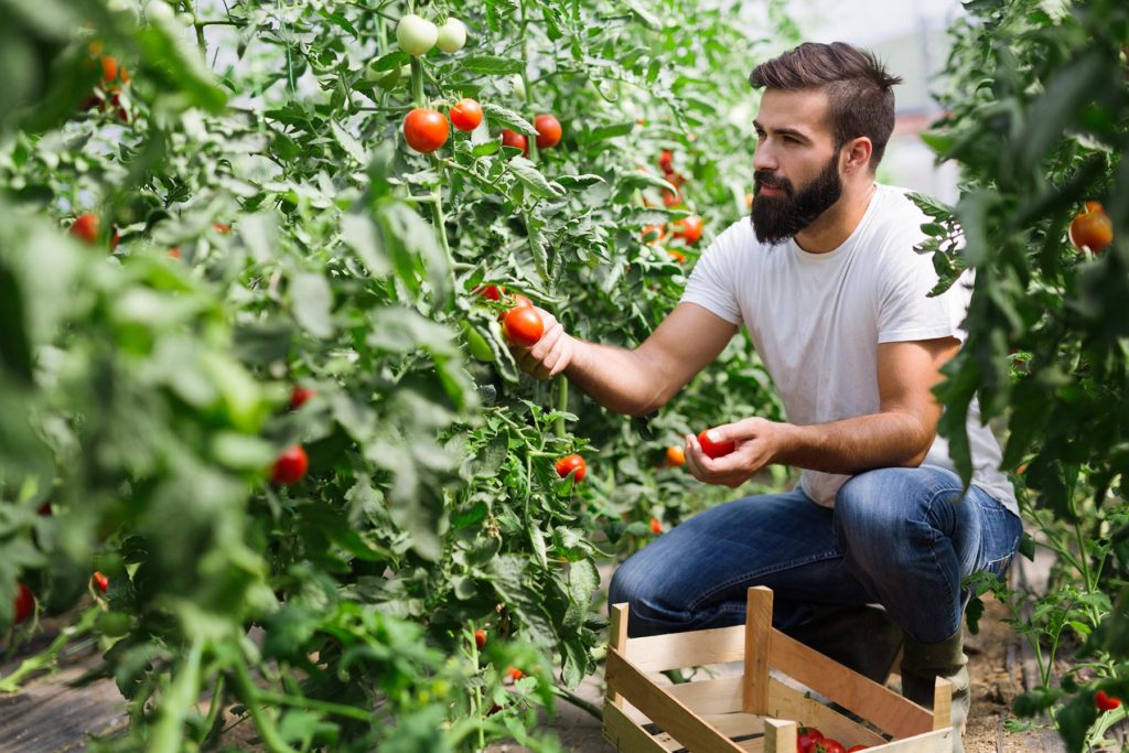 organic-farmer-checking-his-tomatoes-in-a-hothouse-VQV2RVE.jpg
