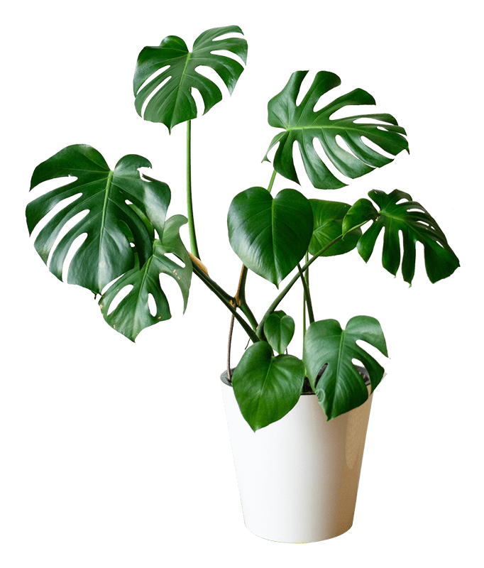 sansevieria-and-monstera-in-a-modern-interior-the-24T75LR.png