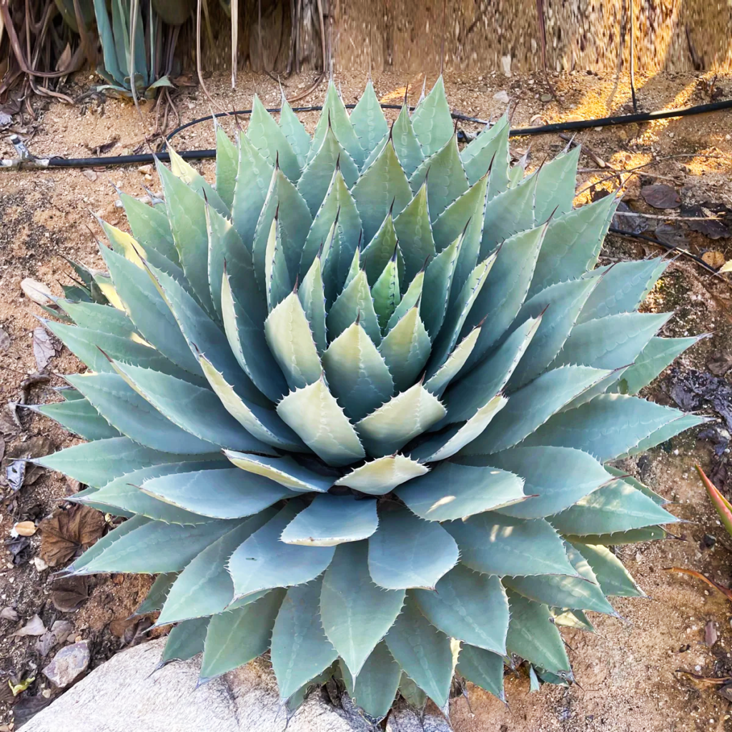 Agave-Parryi