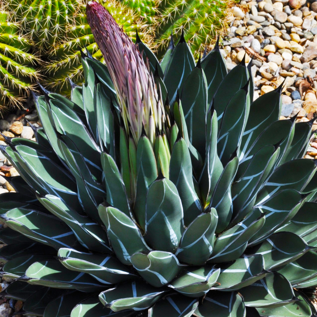Agave-nickelsiae