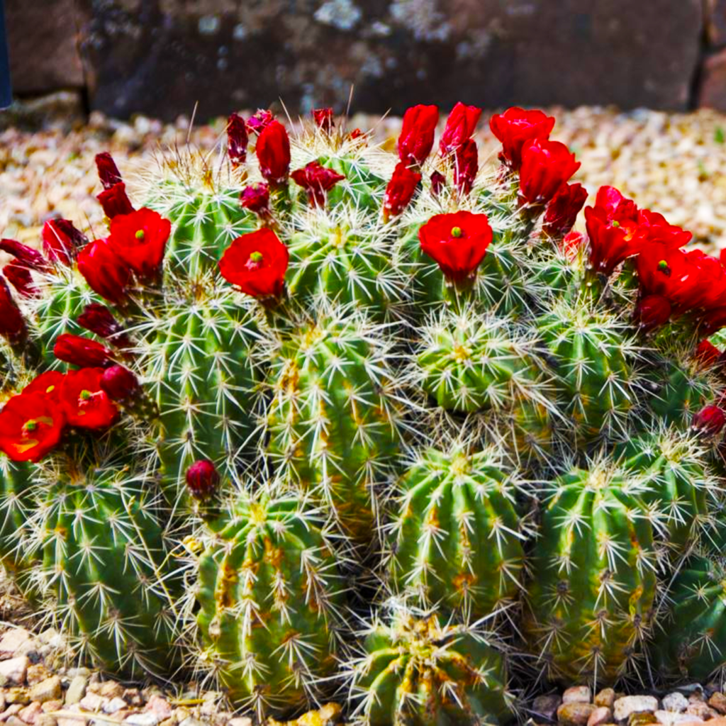 claret-cup-cactus