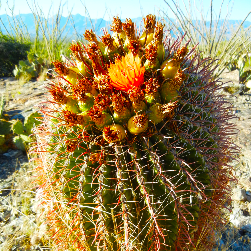 ferocactus-wislizeni-cactus