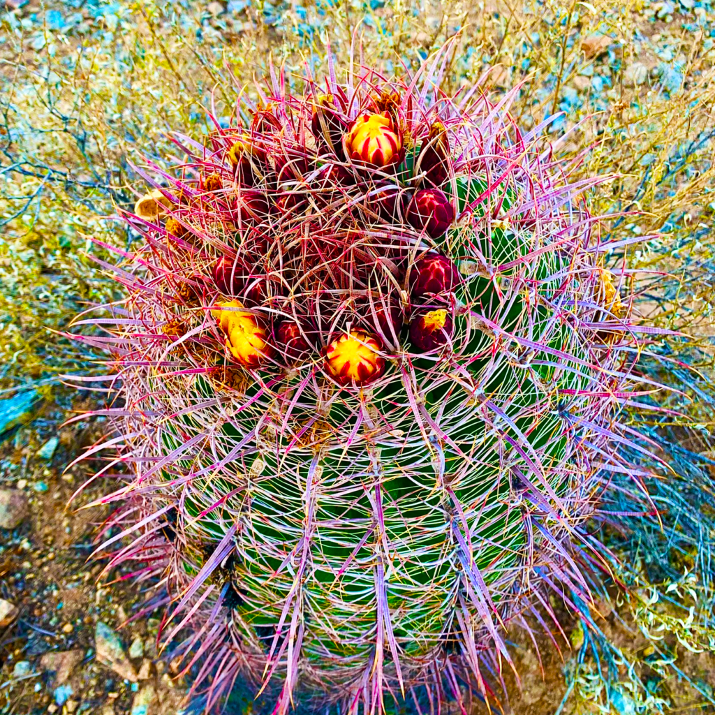 ferocactus-wislizeni-cactus2