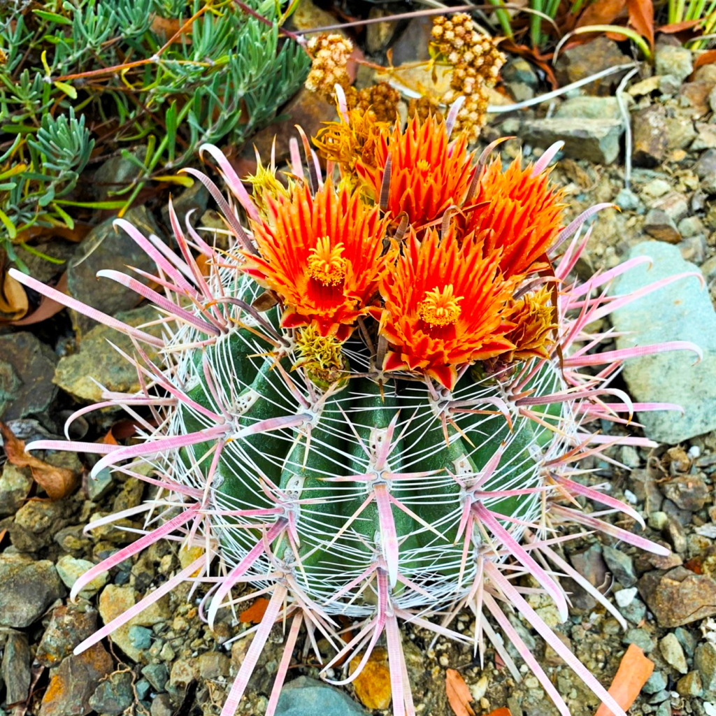 ferocactus-wislizeni-cactus3