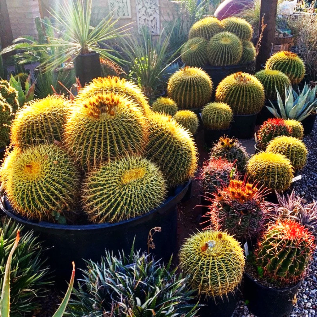 golden-barrel-cactus2