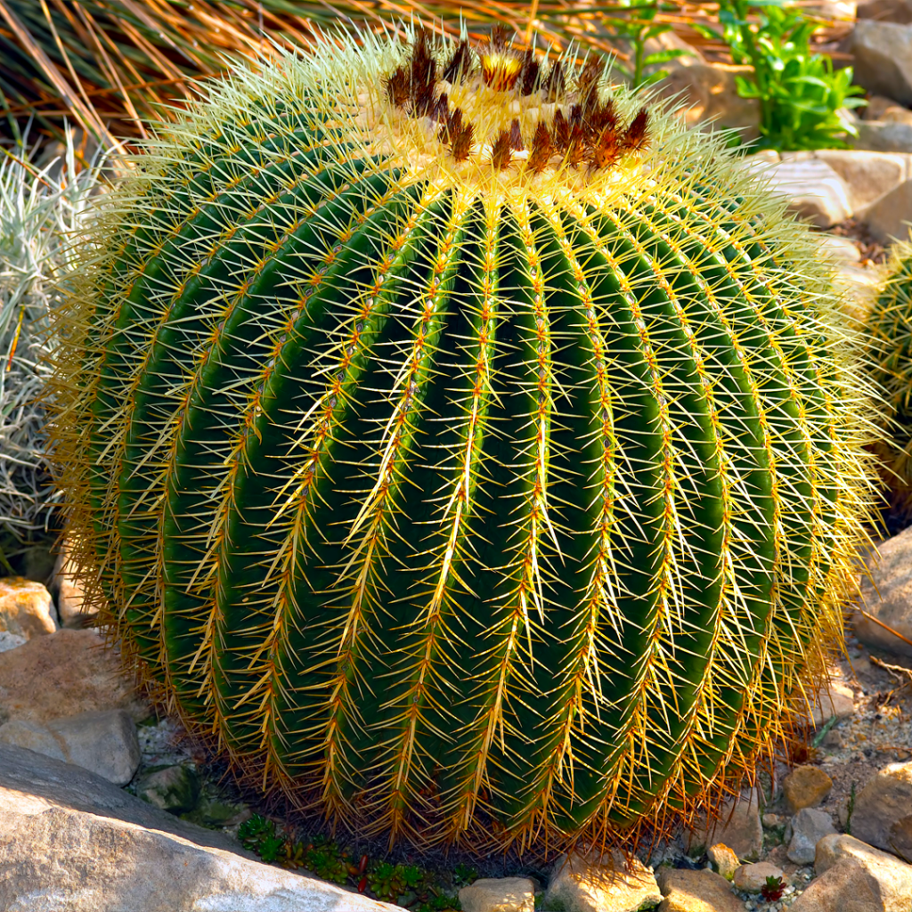 golden-barrel-cactus3