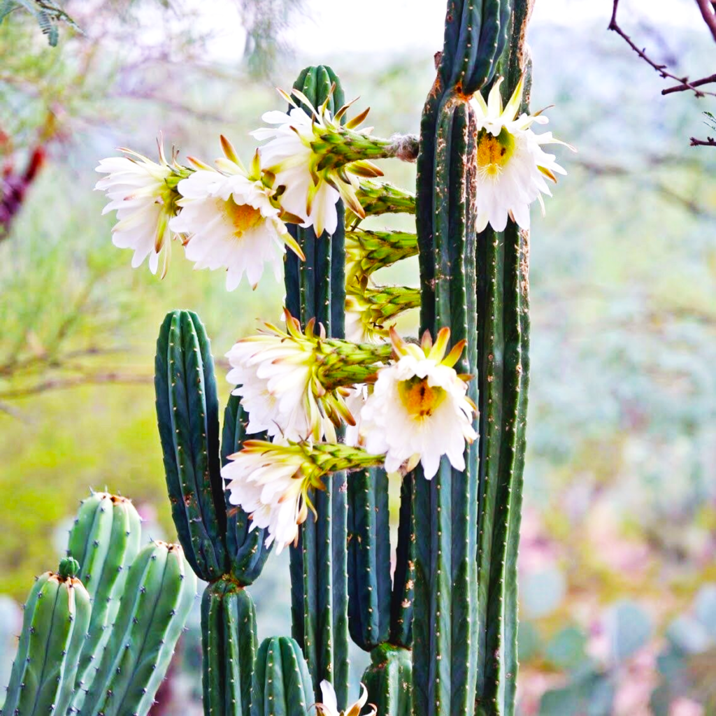 san-pedro-cactus2