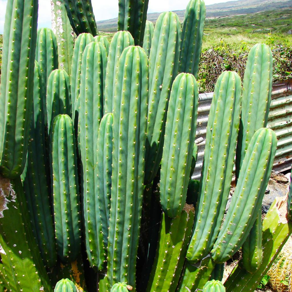 san-pedro-cactus4