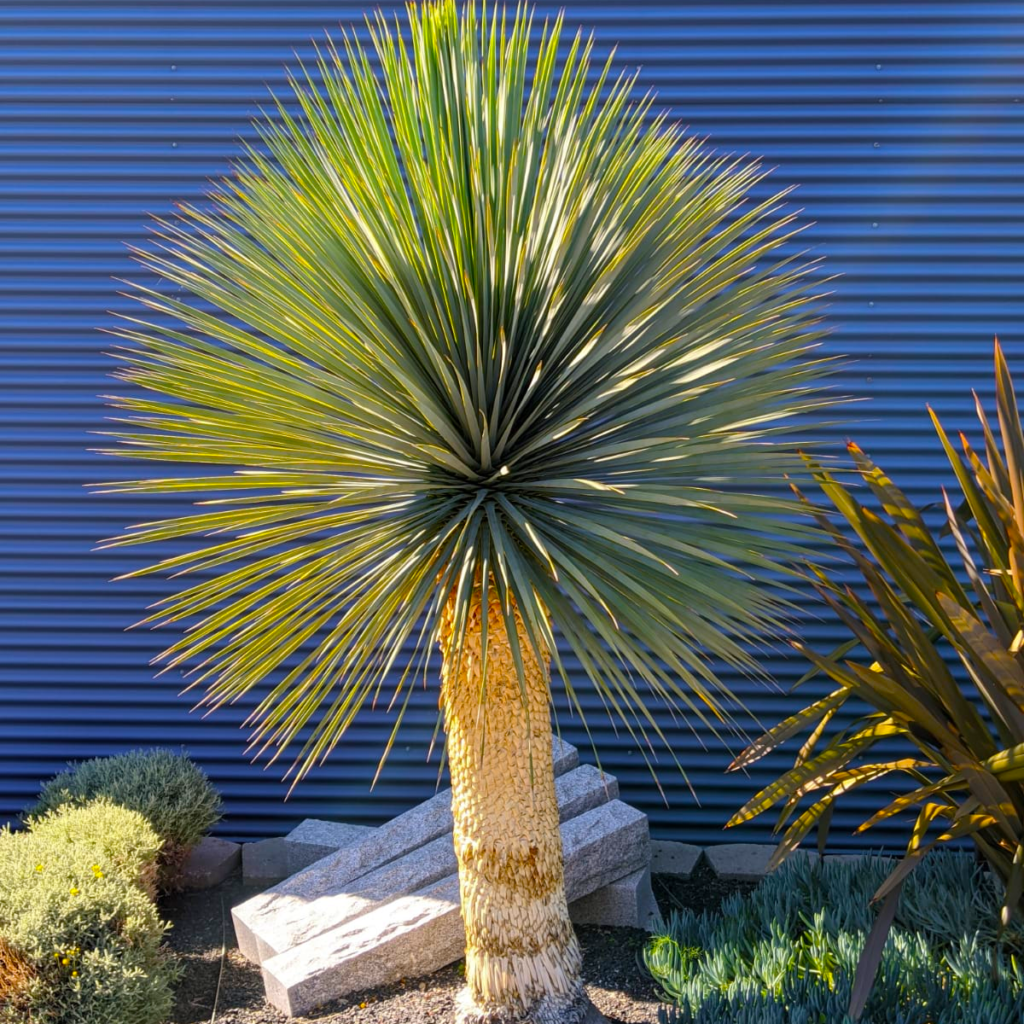 yucca-thompsoniana